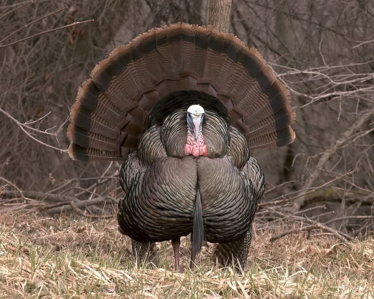 Turkey Showdown registration