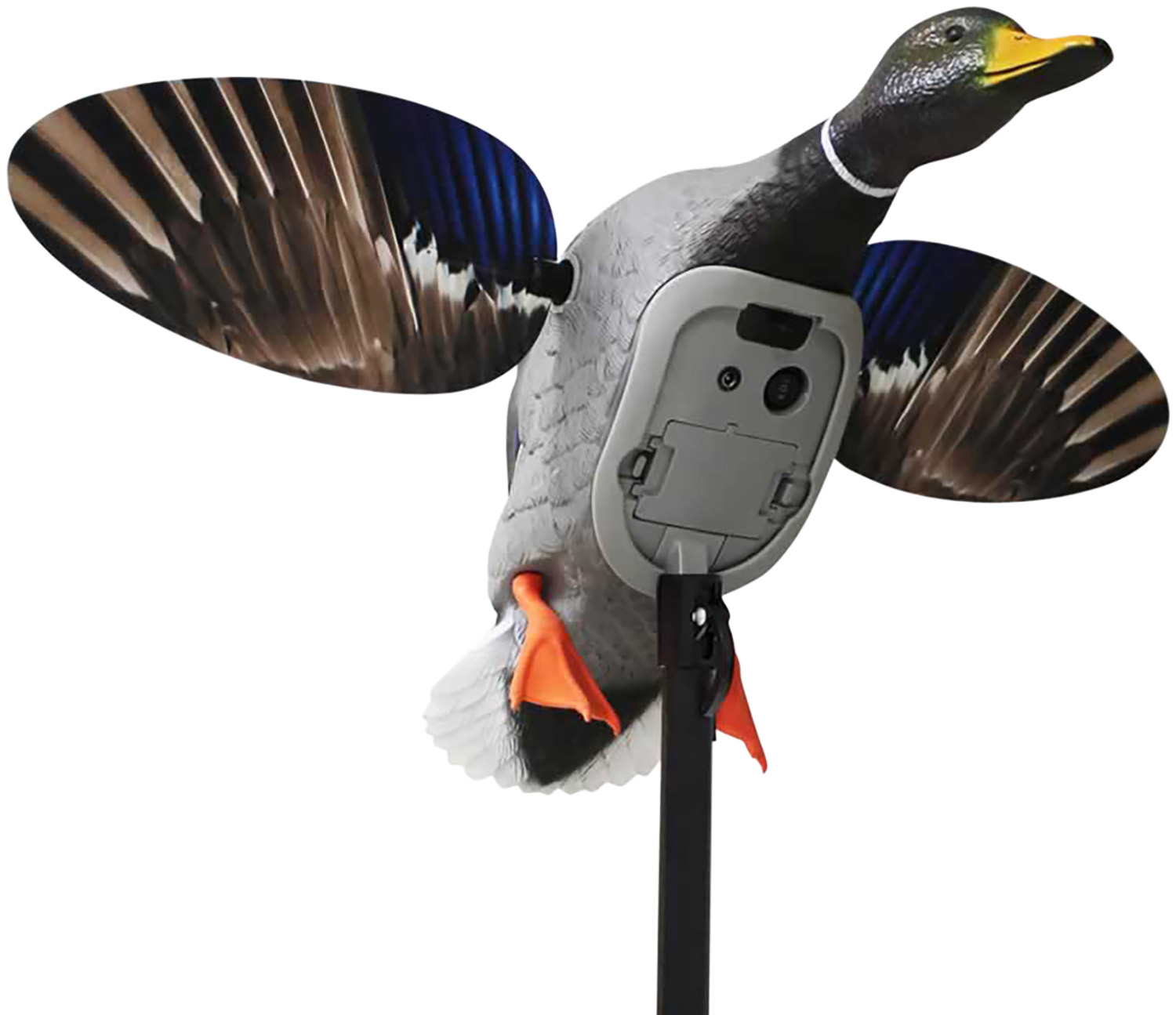 Realistic mallard duck decoy in flight