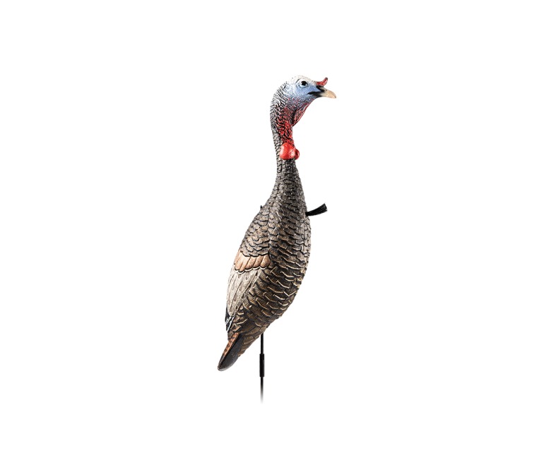 Realistic turkey decoy mounted on stake