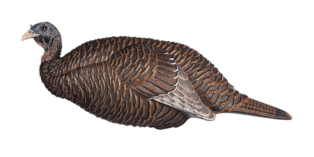 Illustration of a wild turkey on white background