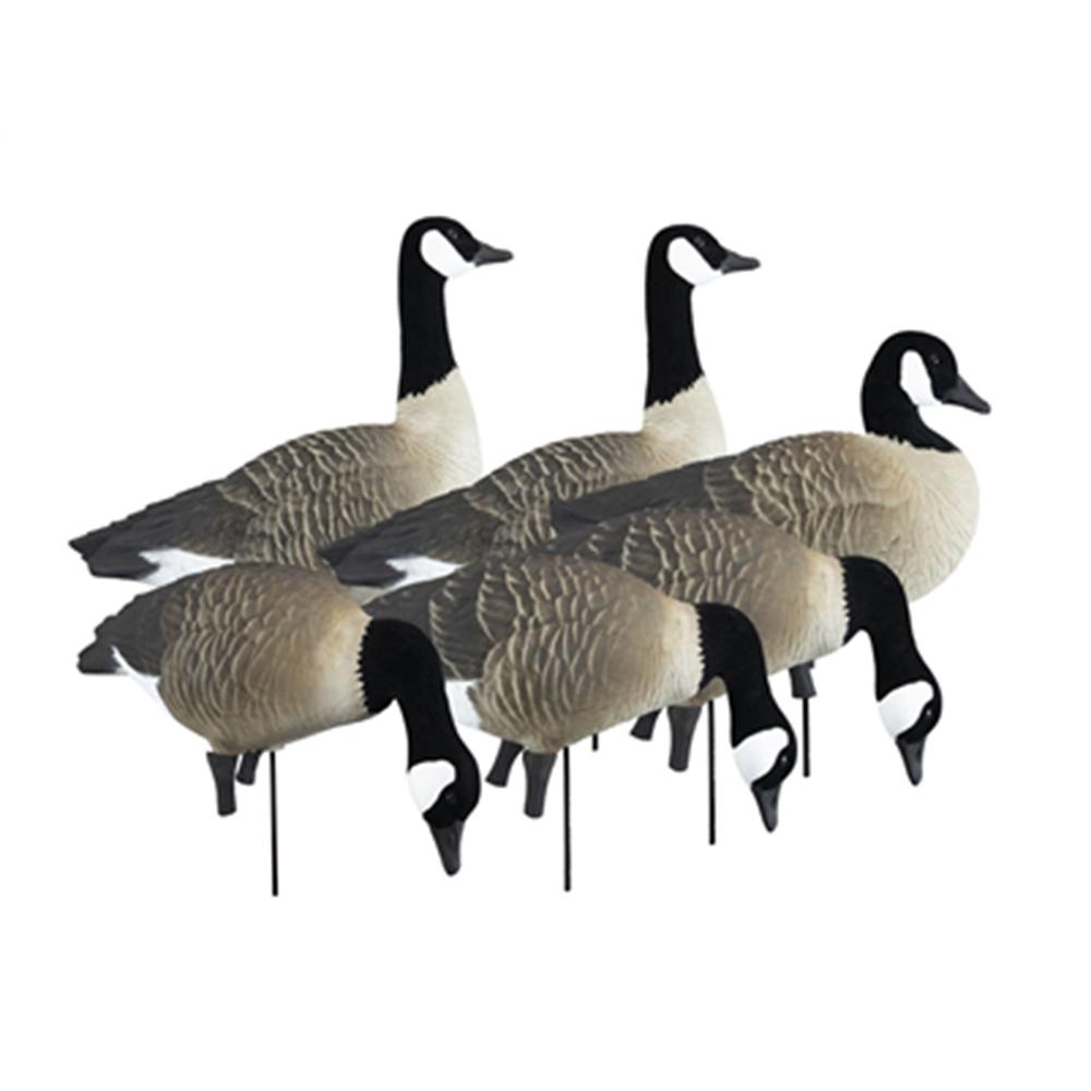 Six realistic decoy geese