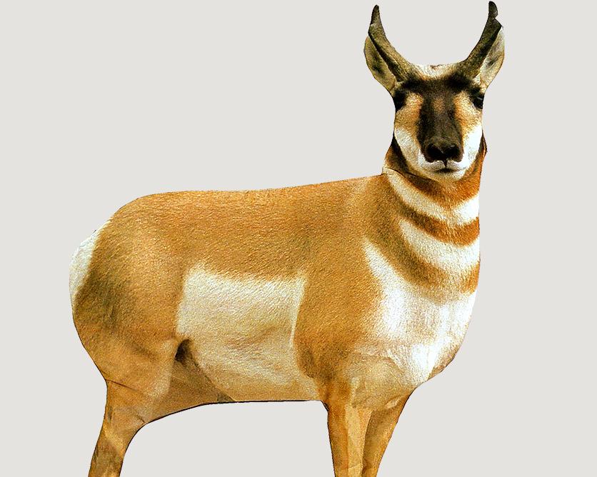Pronghorn antelope standing on plain background