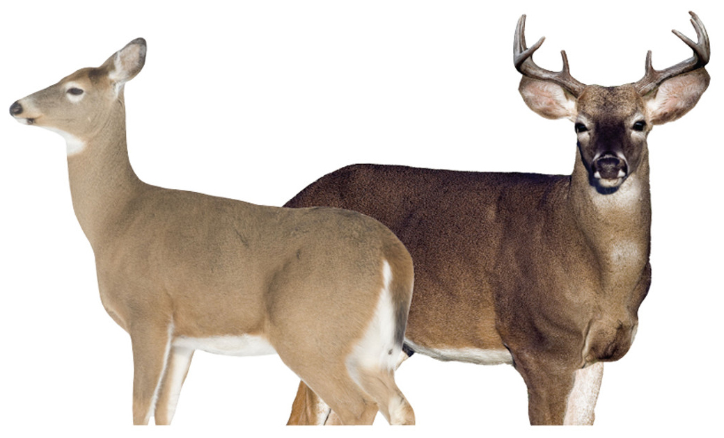 Doe and buck deer on white background