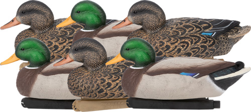 Six mallard duck decoys on white background