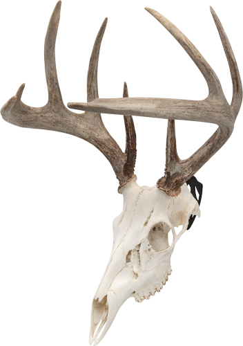 Deer skull with large antlers on white background