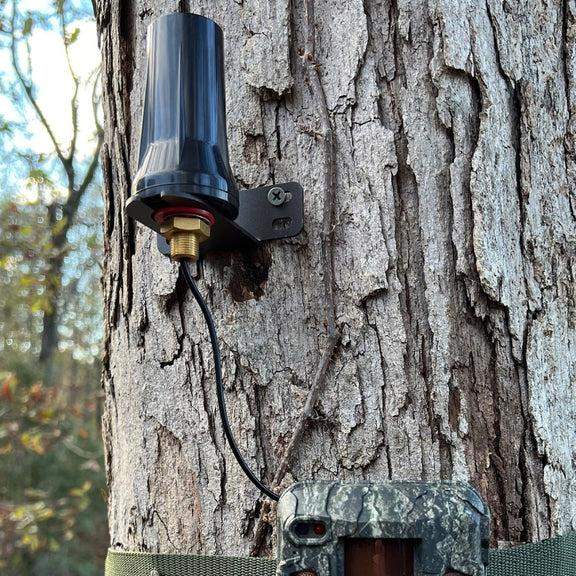 Antenna and trail camera mounted on tree trunk