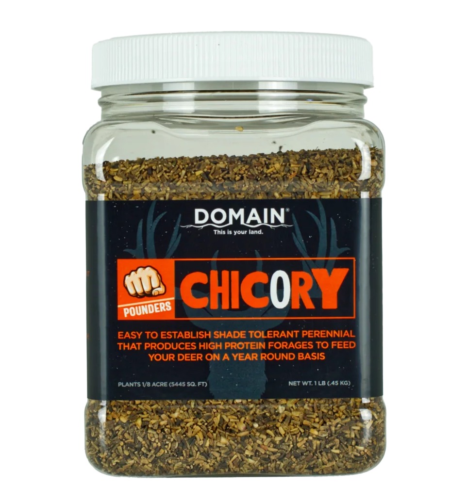 Jar of chicory seeds with black label