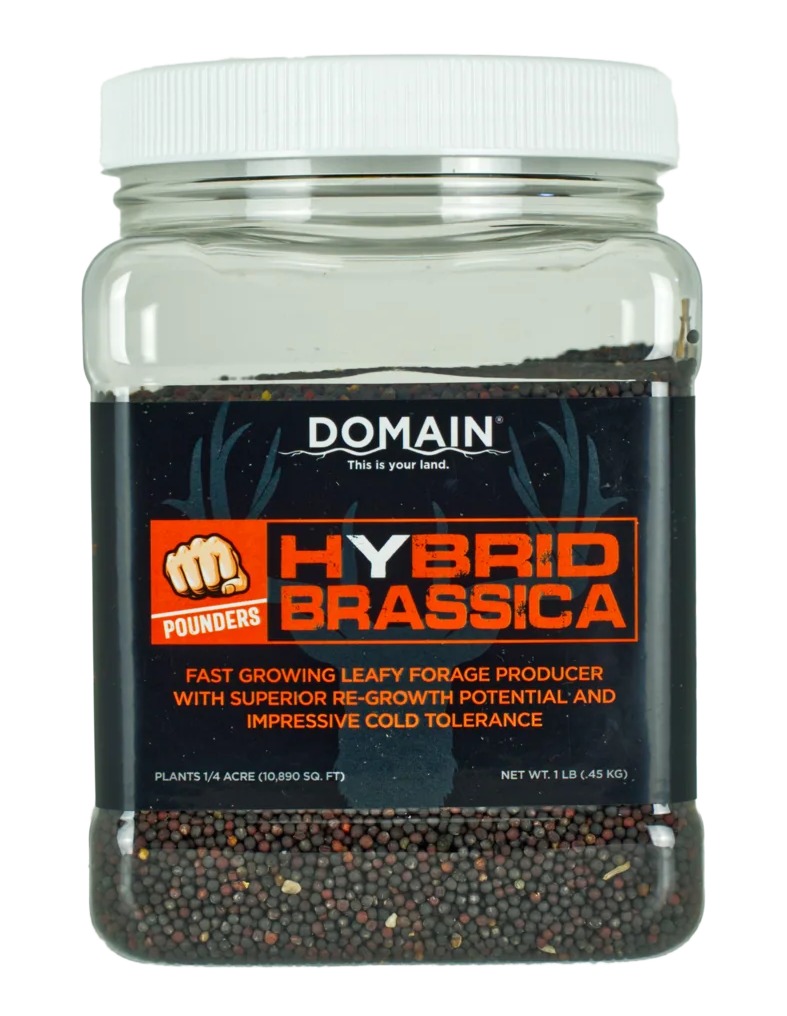 Jar of Domain Hybrid Brassica forage seeds