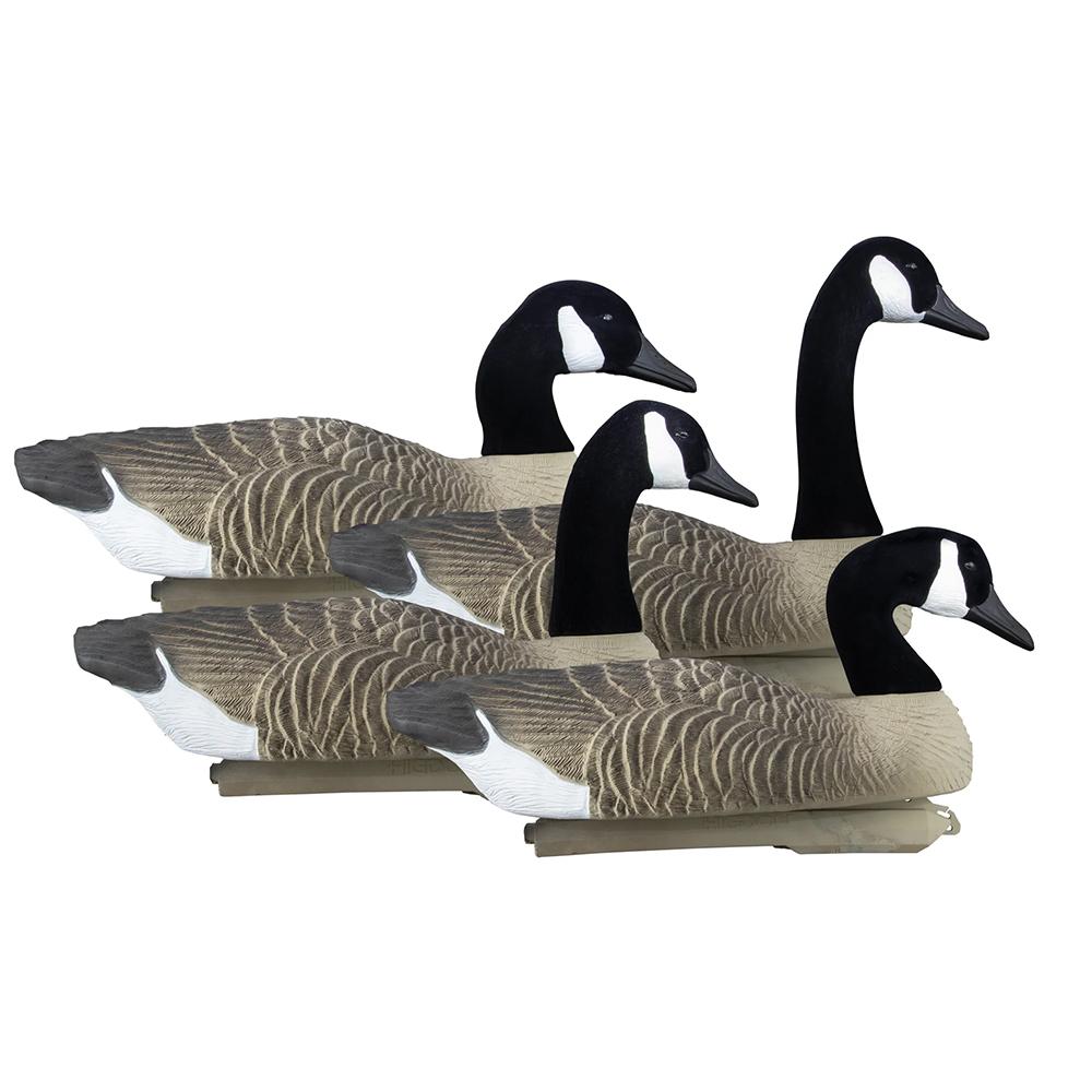 Four realistic Canada goose hunting decoys